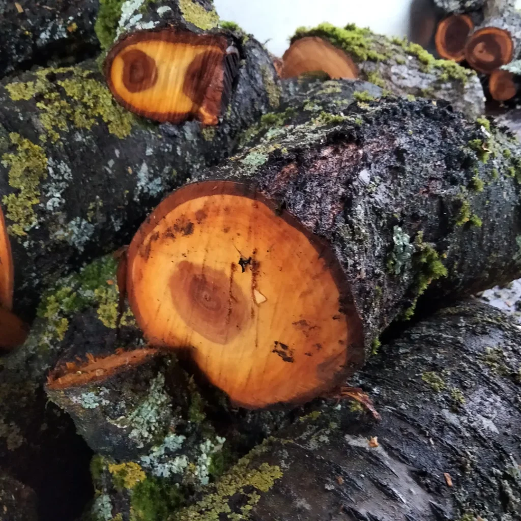 Empillement-de-tronçons-de-bois-utilises-pour-le-tournage-en-bois-vert.